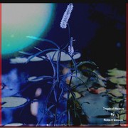 Ehanced_waterflower_in_lilly_pond_card
