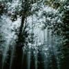 Gentlemen__let_s_back_for_the_trees__thumb