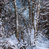 Winter_afternoon_thumb
