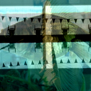 Fish_1_card