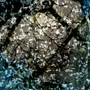Petals_2_card