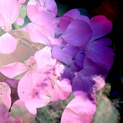 Petals_1_card