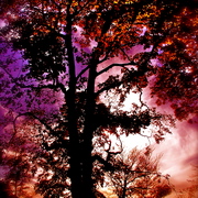 P1010005_card