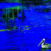Pelican_card