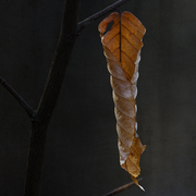 Evening_s_end_card