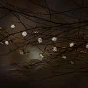 Spring_life_card