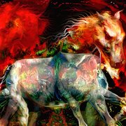 Wild_horse_at_night_card
