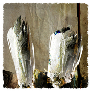 Sacred_vessels_card