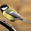 Bd0005_-_great_tit_thumb