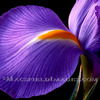 Fl0028_-_iris_thumb