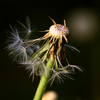 Pusteblume_thumb