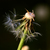 Pusteblume_tiny_square