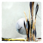 Native_grass_card