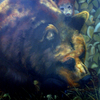 Bear_thumb
