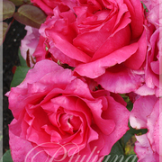 000156_card