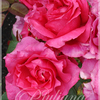 000156_thumb