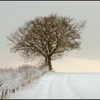 Winter_light_master_copy_thumb