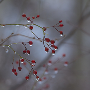 Silent_morning_card