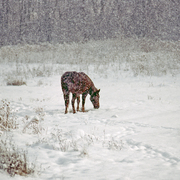 Horse_in_snow_card