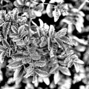 Morning_dew_on_fern__card