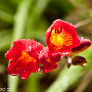 Flors-6_card
