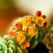 Flors-3_card