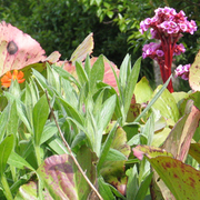 Netflowers_card