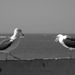 Seagul1_square