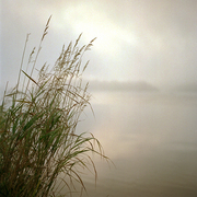 Grass_morning_card