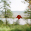 Leaf_screen_thumb