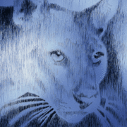Panther-low-res_card