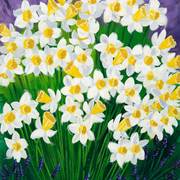 Daffodiles_card
