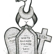 Vulture_card