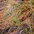 Dsc_0005_tiny_square