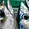 Blackfin_and_skip_jack_2_thumb
