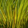 Palm_fronds_thumb