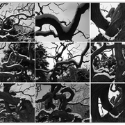 Drangon_tree_card