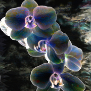 Delicateorchids_card