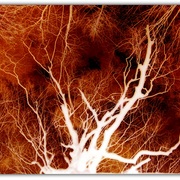 Untitled-1_card