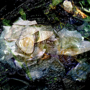Night_rose_card