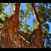 Age_1024x765_card