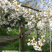 Bee_tree_card