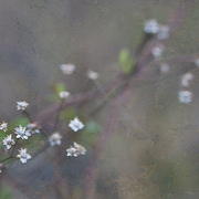 Spring_song_card
