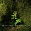 Fl0012__-_fern_thumb