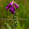 Fl0014_-_foxglove_thumb