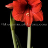 Fl0018_-_amaryllis_thumb