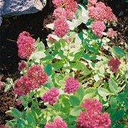 F1000019_card