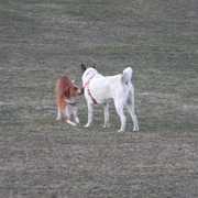Junoplayingpark3_card
