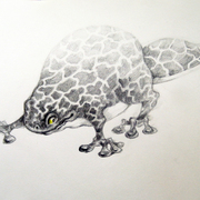 Salamander_card