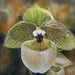 Chinese_ladyslipper_orchid_s_square